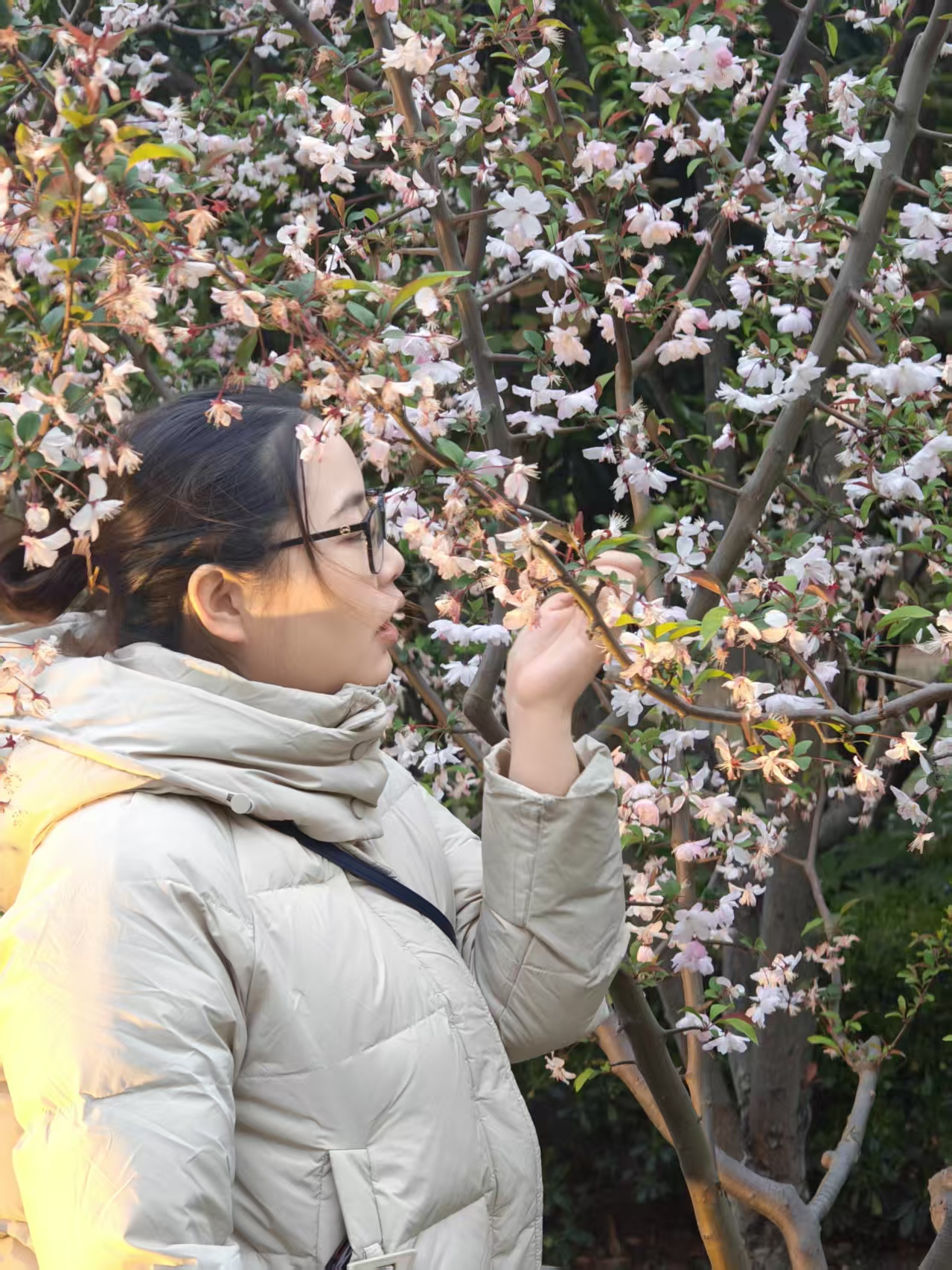 情侣在樱花树下的浪漫合影